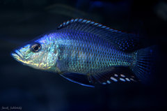 Dimidiochromis compressiceps