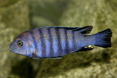 Cynotilapia afra "cobue"