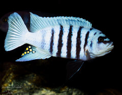 Metriaclima sp. "zebra chilumba", Maison Reef