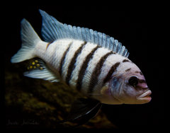 Metriaclima sp. "zebra chilumba", Maison Reef