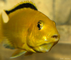 Labidochromis caeruleus "yellow"