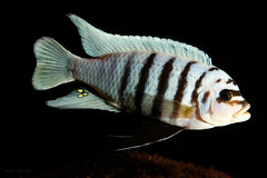 Metriaclima sp. "zebra chilumba", Maison Reef