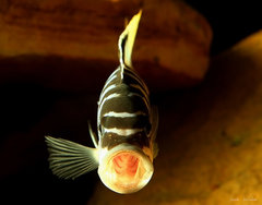 Metriaclima sp. "zebra chilumba", Luwino Reef