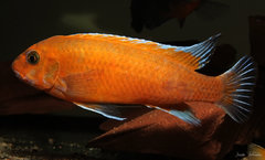 Labeotropheus trewavasae, Mphanga "red"