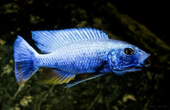 Sciaenochromis fryeri iceberg