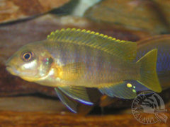 Labidochromis sp. mbamba