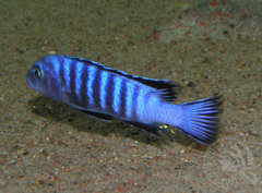 Pseudotropheus elongatus luhuchi - samiec