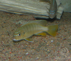 Pseudotropheus elongatus luhuchi - samica