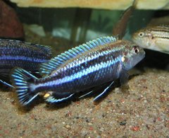 Melanochromis dialeptos