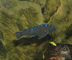 Pseudotropheus elongatus Neon Spot