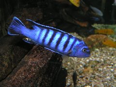 Pseudotropheus elongatus luhuchi