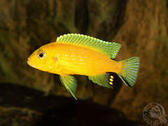 Pseudotropheus sp. Daktari