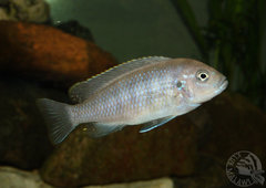 Cynotilapia afra cobwe - samica