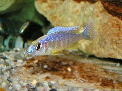 Sciaenochromis fryeri