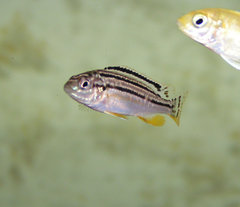 Melanochromis dialeptos - mlody