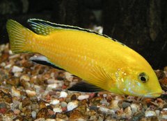 Labidochromis caeruleus "Yellow"