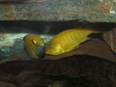 Labidochromis caeruleus "Yellow"