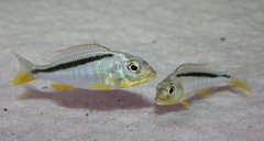 Buccochromis rhoadesi "yellow" - mikrozabójcy