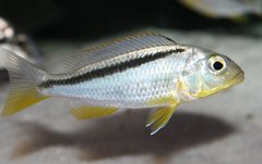 Buccochromis rhoadesi "yellow" - szeryf stada