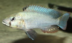 Astatotilapia calliptera Chizumulu - dominant
