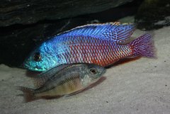 Protomelas taeniolatus Boadzulu Red - tarło