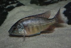 Protomelas taeniolatus Boadzulu Red - samica