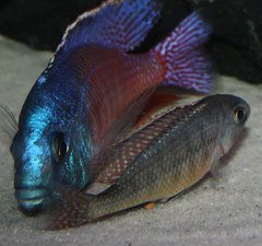 Protomelas taeniolatus Boadzulu Red