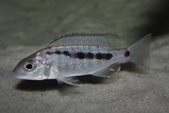 Mylochromis spilostichus