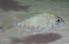 Placidochromis sp. "blue otter"