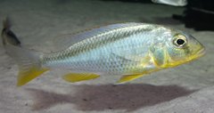 Buccochromis rhoadesii