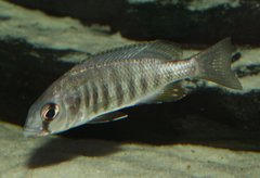 Mylochromis spilostichus