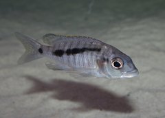 Mylochromis spilostichus