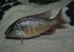 Protomelas taeniolatus, Boadzulu "red"