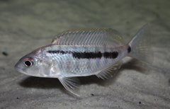 Mylochromis spilostichus