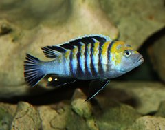 Cynotilapia zebroides, Cobwe