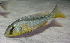 Buccochromis rhoadesi