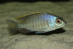 Placidochromis sp. "otter blue"