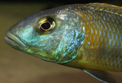 Buccochromis rhoadesi