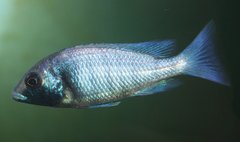 Placidochromis sp."phenochilus gissel"