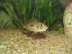 Otopharynx lithobates, Zimbawe Rock