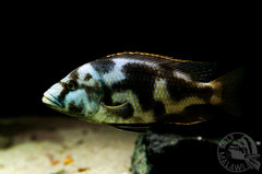 Więcej informacji o „Nimbochromis livingstonii”