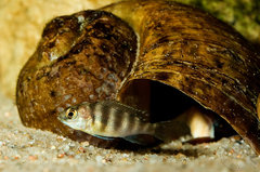 M. livingstonii