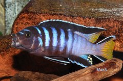 Pseudotropheus sp. "elongatus mphanga"