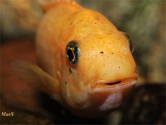 Labeotropheus trewavasae, Thumbi West