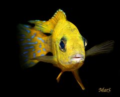 A.maleri - maleri