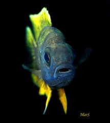 A.jacobfreibergi Hongi