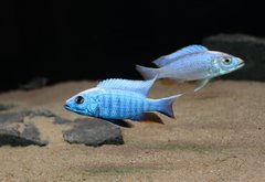 Sciaenochromis fryeri iceberg