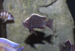 Copadichromis ivory undu reef