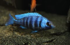 Placidochromis Phenochilus Tanzania lupingu