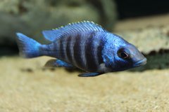 Placidochromis Phenochilus Tanzania